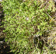 Baccharis pilularis pilularis