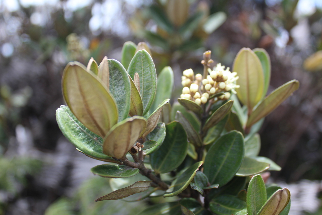 Miconia squamulosa; photograph (c) GERMAN LEONEL SARMIENTO CRUZ, some rights reserved (CC BY)