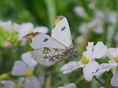 Anthocharis scolymus