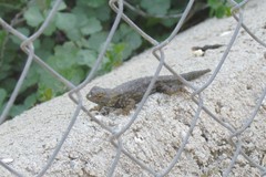 Sceloporus occidentalis