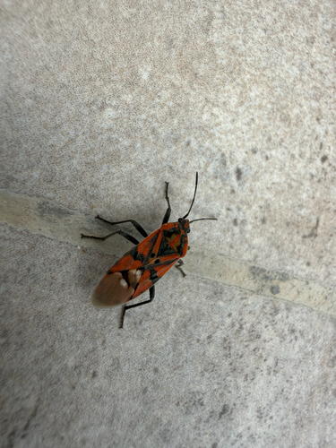 Indian Milkweed Bug