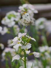 Anthocharis scolymus