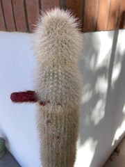 Cleistocactus strausii