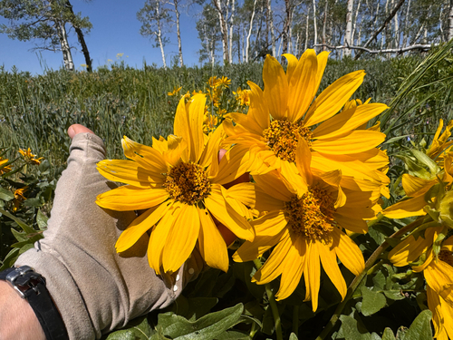 Balsamorhiza hookeri, 2026-06-24