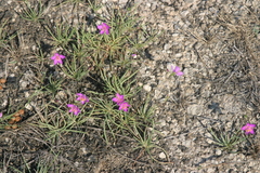 Phemeranthus calycinus