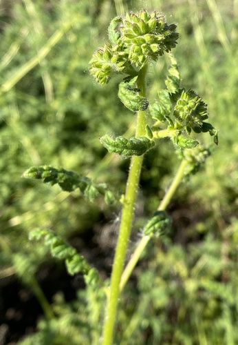 iNaturalist observation photo of Scorpionweeds
