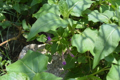 Mirabilis jalapa