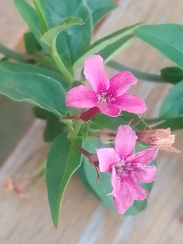 Jasminum beesianum