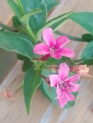 Jasminum beesianum