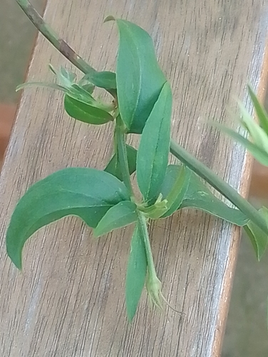 Jasminum beesianum, photograph 2