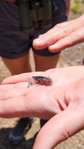 iNaturalist observation photo of Western Sculptured Pine Borer