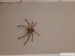 Polybetes rapidus