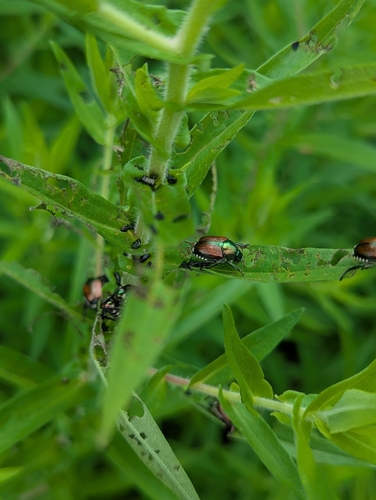 Japanese Beetle