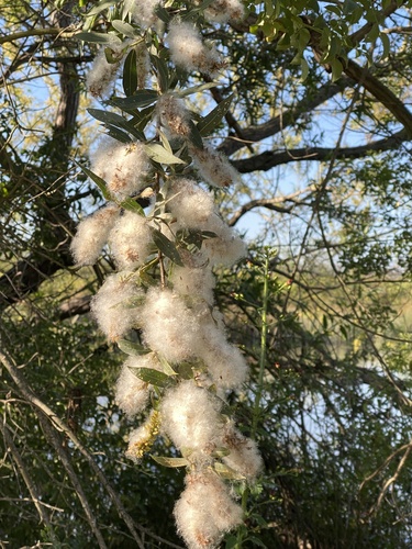 iNaturalist observation photo of Willows
