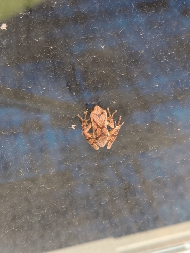 Spring Peeper