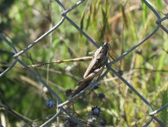 Schistocerca nitens