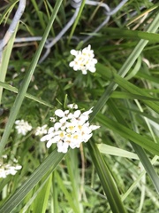 Iberis sempervirens