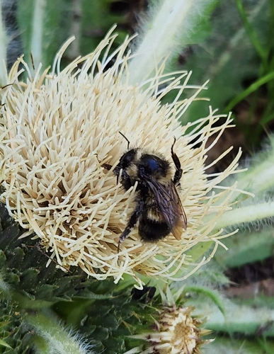 iNaturalist observation photo of Yellow-fronted Bumble Bee