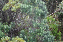 Linochilus rosmarinifolius