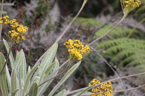 Espeletia corymbosa, photograph 6