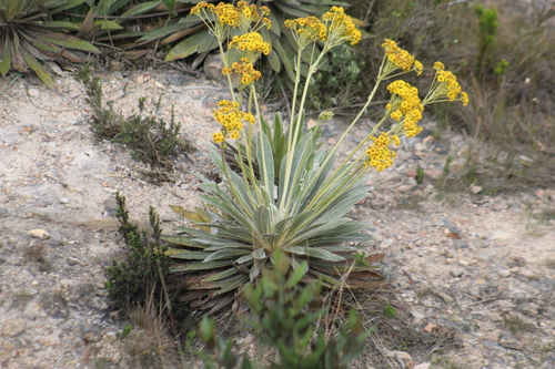 Espeletia corymbosa, photograph 5