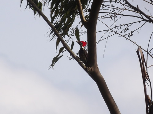 Lineated Woodpecker