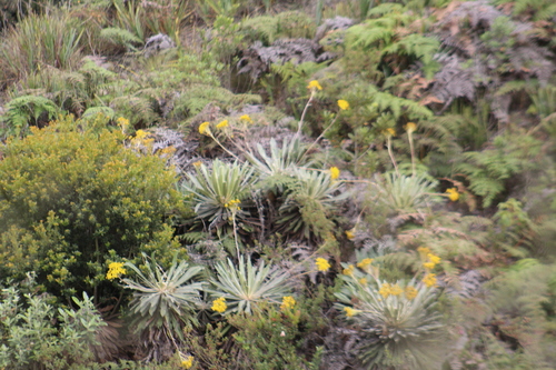 Espeletia corymbosa, photograph 4