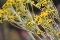 Espeletia corymbosa, photograph (c) GERMAN LEONEL SARMIENTO CRUZ, some rights reserved (CC BY)