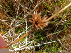 Juncus breweri