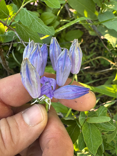 Triteleia grandiflora, photograph 5
