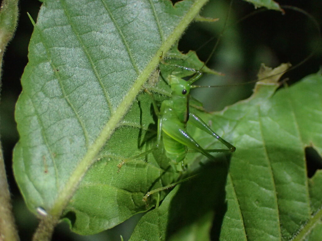 Tettigoniopsis nyotaiensis