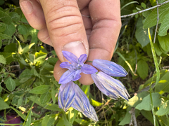 Triteleia grandiflora, photograph (c) Kenzie Anderson-Bell, some rights reserved (CC BY)