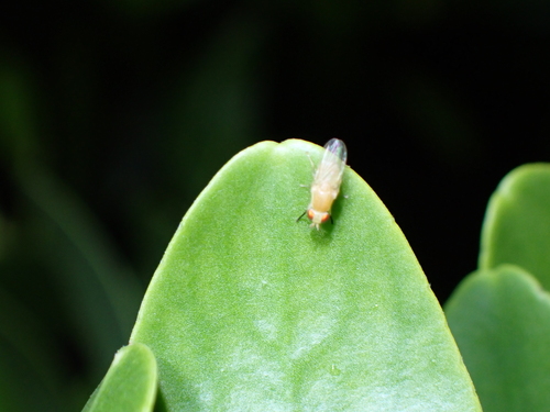 Homoneura unguiculata, 2026-06-24