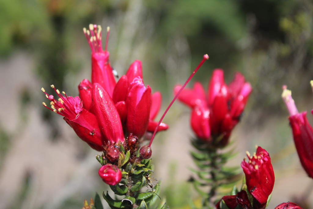 Bejaria resinosa; photograph (c) GERMAN LEONEL SARMIENTO CRUZ, some rights reserved (CC BY)