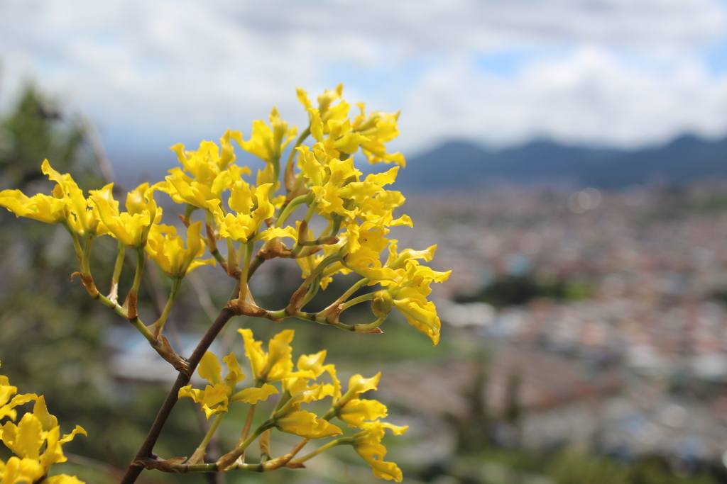 Cyrtochilum revolutum; photograph (c) GERMAN LEONEL SARMIENTO CRUZ, some rights reserved (CC BY)
