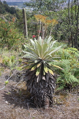 Espeletia corymbosa