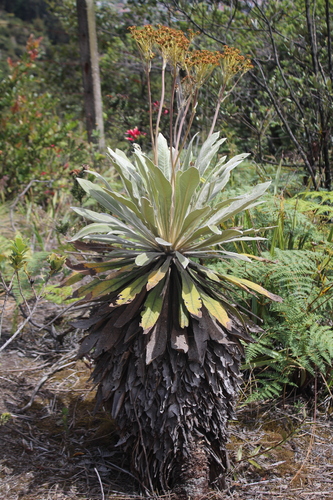Espeletia corymbosa, photograph 2
