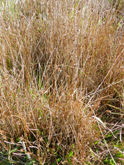 Juncus breweri