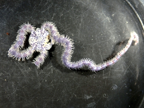 Macrophiothrix propinqua observed 2026-04-24