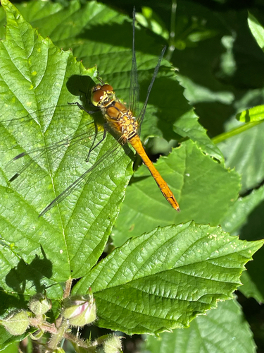 Ruddy Darter