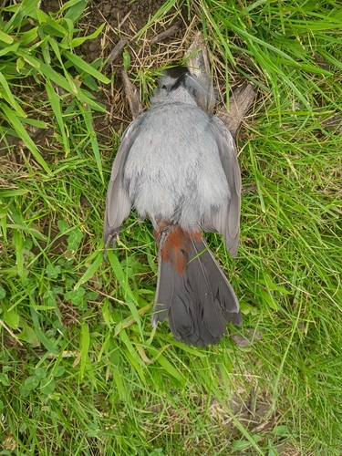 Gray Catbird