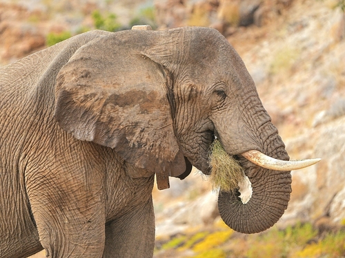African Savanna Elephant