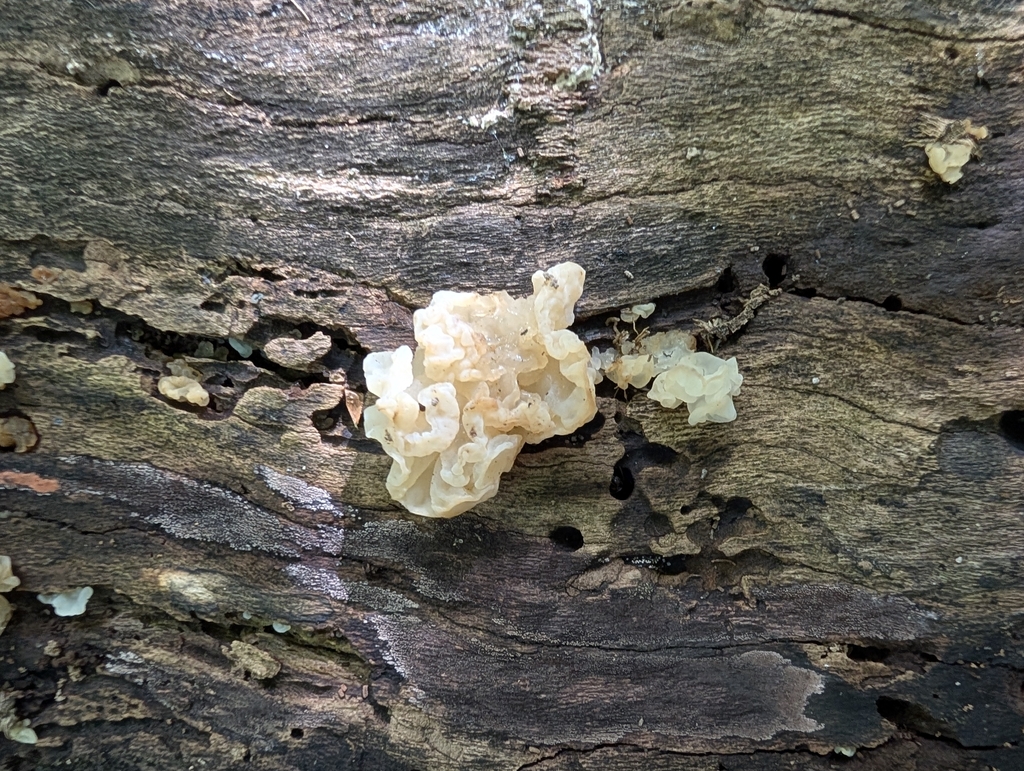 white jelly fungus · June 2026 · photo: Photo: (c) Toadkeeper, some rights reserved (CC BY) · iNaturalist
