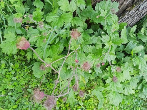Наблюдение на iNaturalist