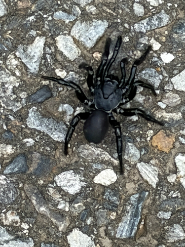 Audouin's Trapdoor Spider