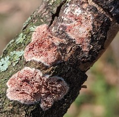 Steccherinaceae