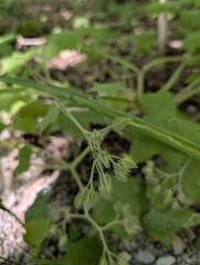 Hydrophyllum appendiculatum, photograph (c) Toadkeeper, some rights reserved (CC BY)