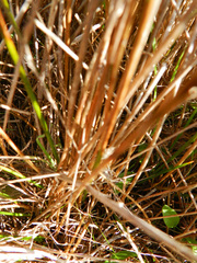 Juncus breweri