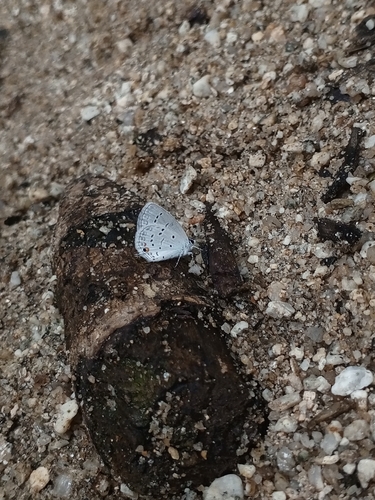 Eastern Tailed-Blue