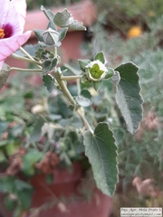 Pavonia cymbalaria